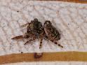 Simaetha_thoracica_D7879_Z_85_North Stradbroke island_Australie